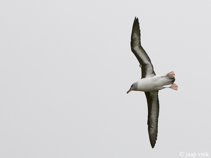 Grey-headed Albatross - Grijskopalbatros - Thalassarche chrystostoma