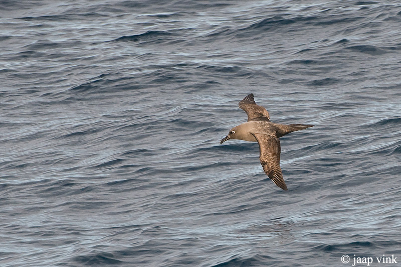 Dark-mantled Sooty Albatross - Zwarte Albatros - Phoebetria fusca