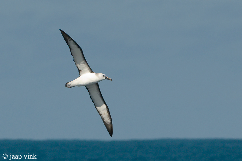 Atlantic Yellow-nosed Albatross - Geelbekalbatros - Thalassarche chlororhynchos