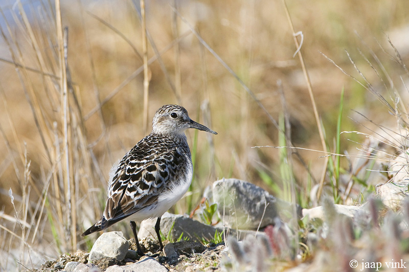 Bairds Sandpiper - Bairds Strandloper - Calidris bairdii