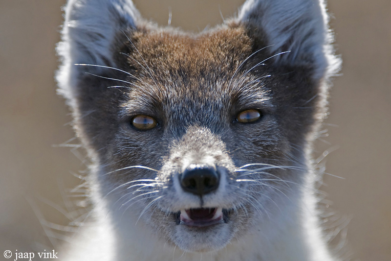 Arctic Fox - Poolvos - Alopex lagopus