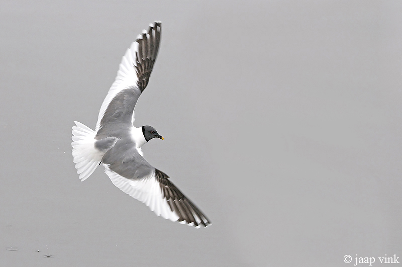 Sabines Gull - Vorkstaartmeeuw - Larus sabini