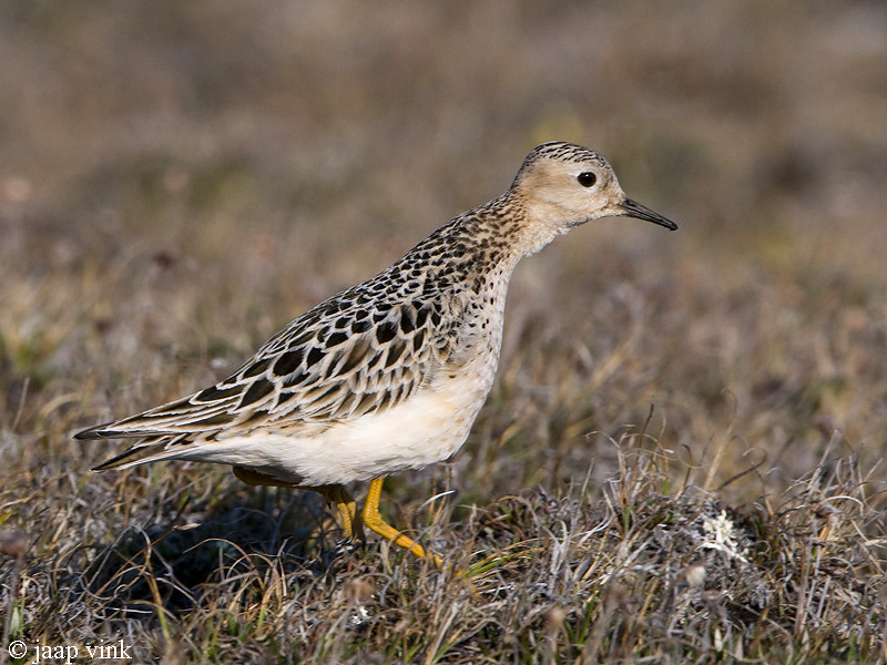 Buff-breasted Sandpiper - Blonde Ruiter - Tryngites subruficollis