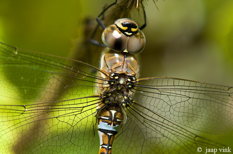 Migrant Hawker - Paardenbijter - Aeshna mixta