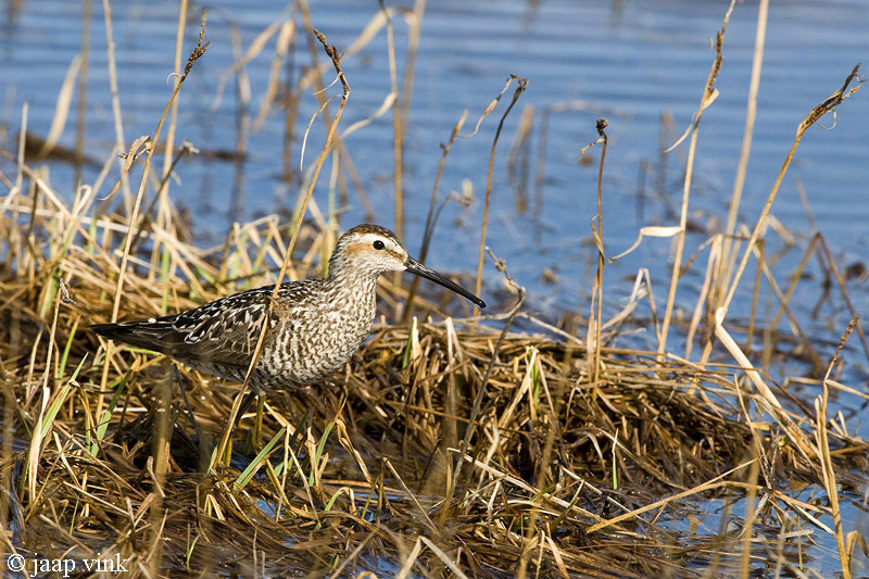 Stilt Sandpiper - Steltstrandloper - Calidris himantopus