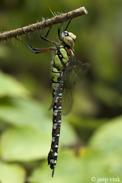 Southern Hawker - Blauwe Glazenmaker - Aeshna cyanea
