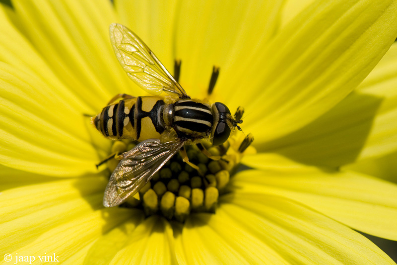 Brindled Hoverfly - Gewone Pendelvlieg - Helophilus pendulus