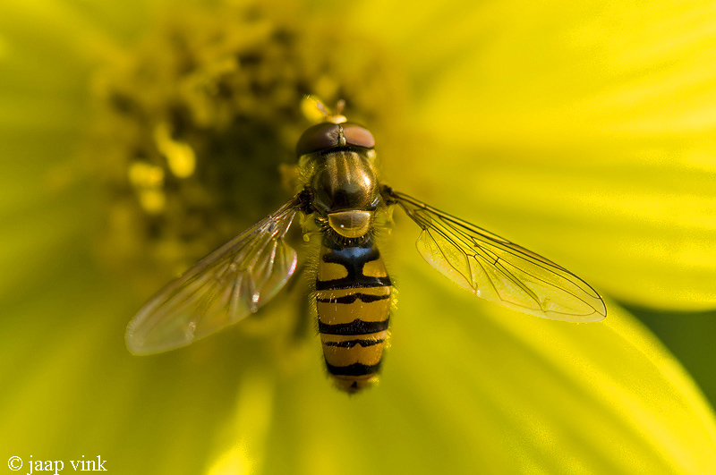 Marmalade Hoverfly - Snorzweefvlieg -  Episyrphus balteatus