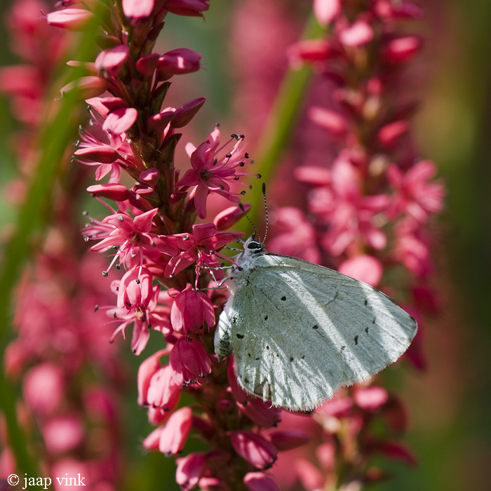 Holly Blue - Boomblauwtje - Celastrina argiolus