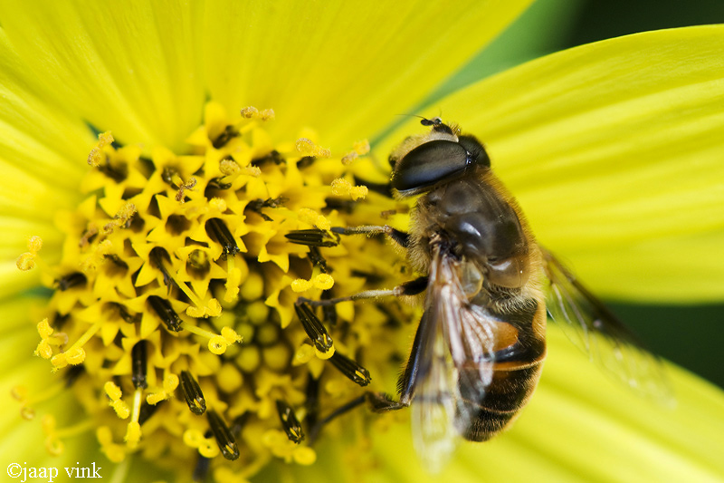 Drone Fly - Blinde Bij - Eristalis tenax