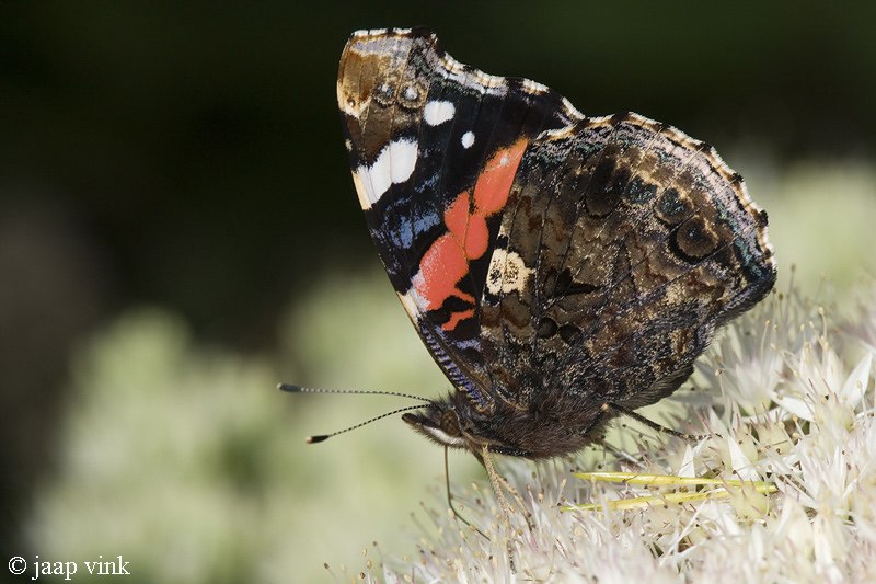 Red Admiral - Atalanta - Vanessa atalanta