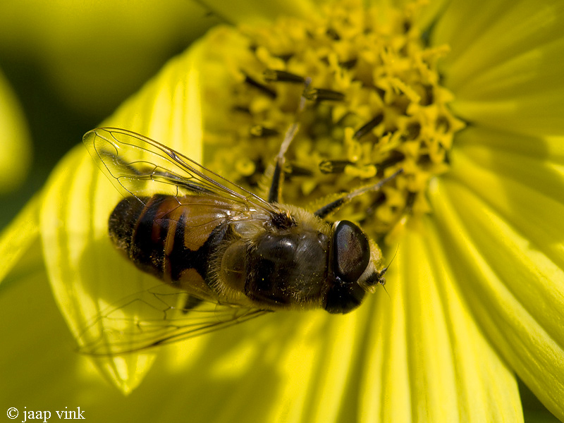Drone Fly - Blinde Bij - Eristalis tenax