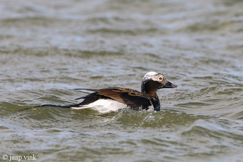 Long-tailed Duck - IJseend - Clangula hyemalis