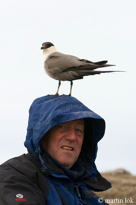 Long-tailed Skua - Kleinste Jager - Stercorarius longicaudus