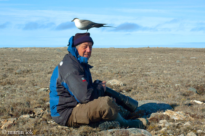 Long-tailed Skua - Kleinste Jager - Stercorarius longicaudus