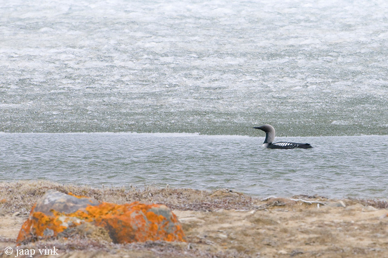 Pacific Diver - Pacifische Duiker - Gavia pacifica