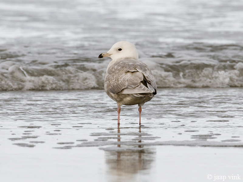 Iceland Gull - Kleine Burgemeester - Larus glaucoides