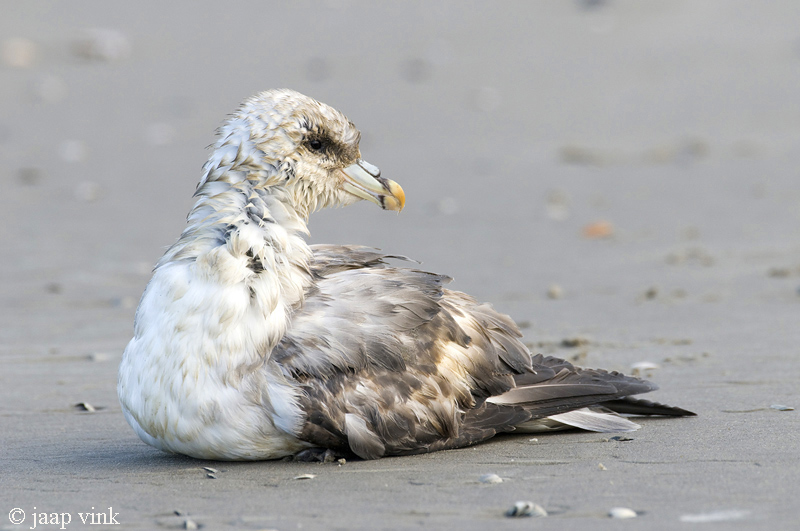 Noordse Stormvogel - Fulmar - Fulmarus glacialis
