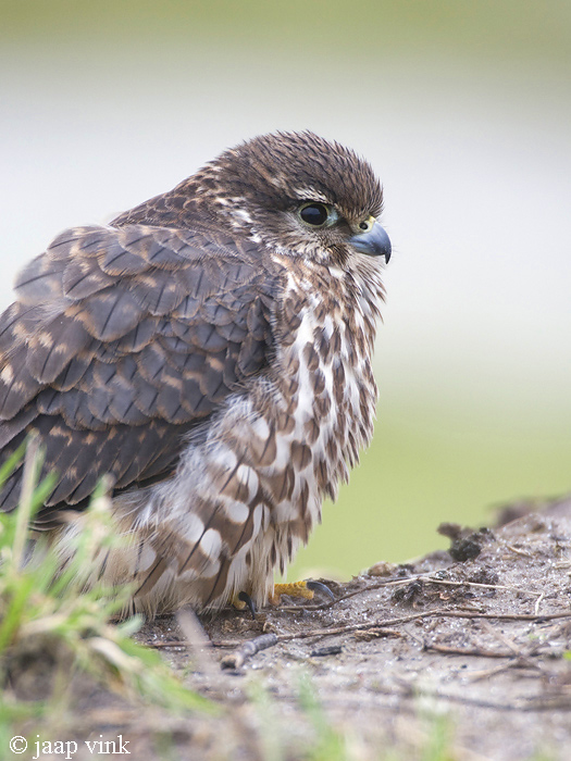 Merlin - Smelleken - Falco columbarius