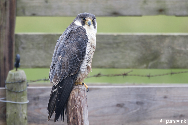 Peregrine - Slechtvalk - Falco peregrinus