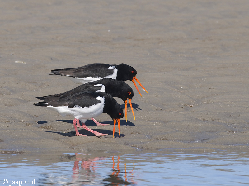 Oystercatcher - Scholekster - Haematopus ostralegus