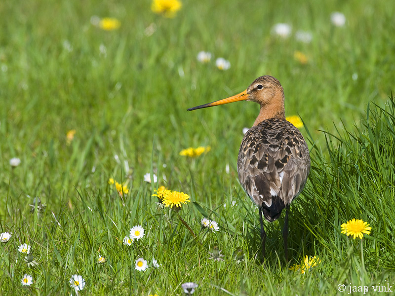 Black-tailed Godwit - Grutto - Limosa limosa