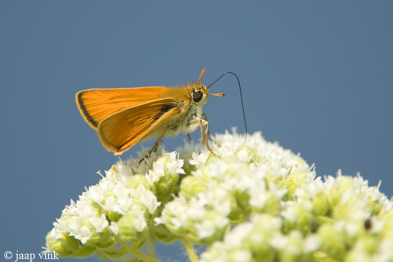 Levantine Skipper - Turks Geelsprietdikkopje - Thymelicus hyrax