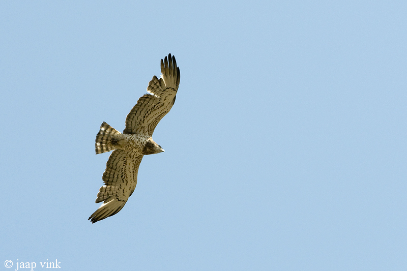 Short-toed Eagle - Slangenarend - Circaetus gallicus