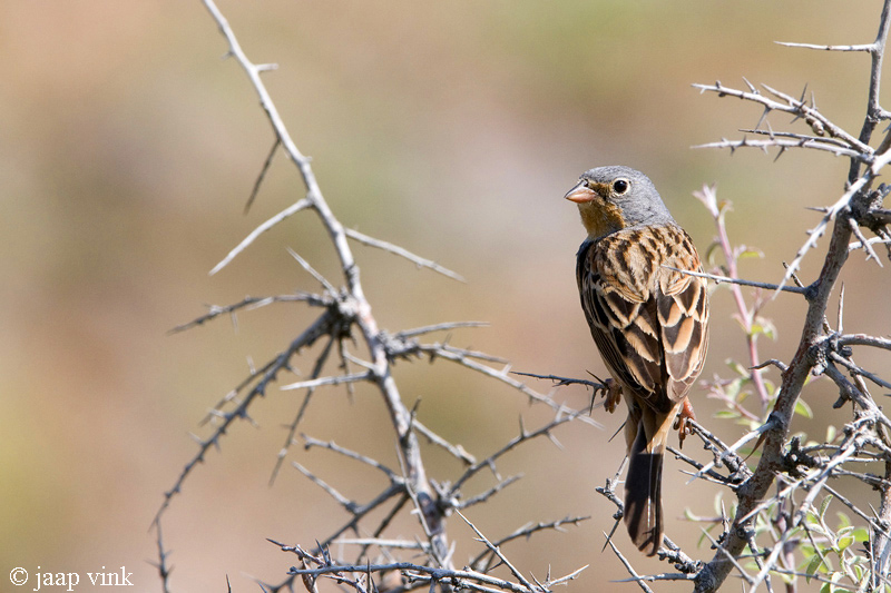 Cretzschmars Bunting - Bruinkeelortolaan - Emberiza caesia