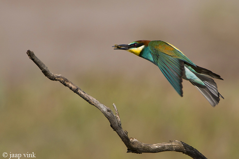 Bee-eater - Bijeneter - Merops apiaster