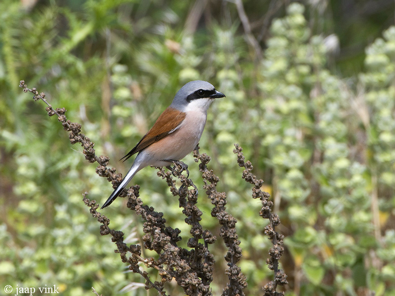Red-backed Shrike - Grauwe Klauwier - Lanius collurio
