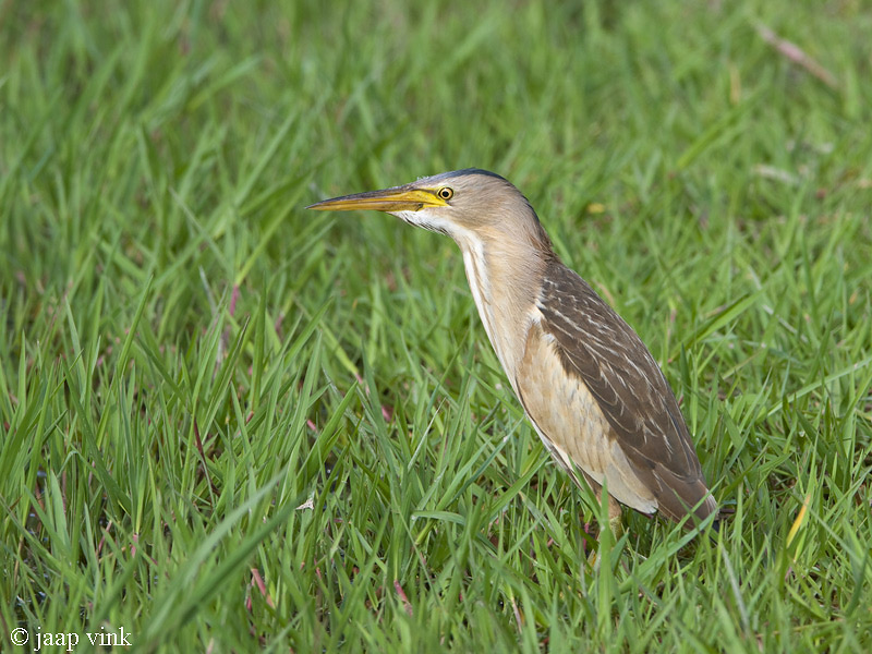Little Bittern - Woudaap - Ixobrychus minutus
