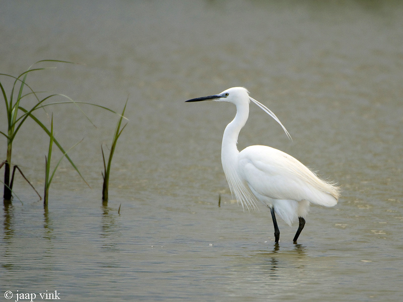 Little Egret - Kleine Zilverreiger - Egretta garzetta