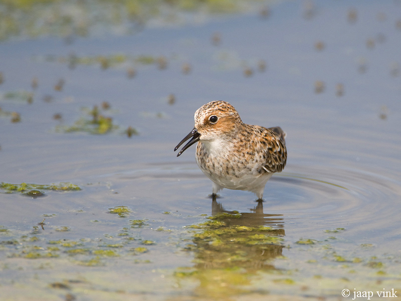 Little Stint - Kleine Strandloper - Calidris minuta