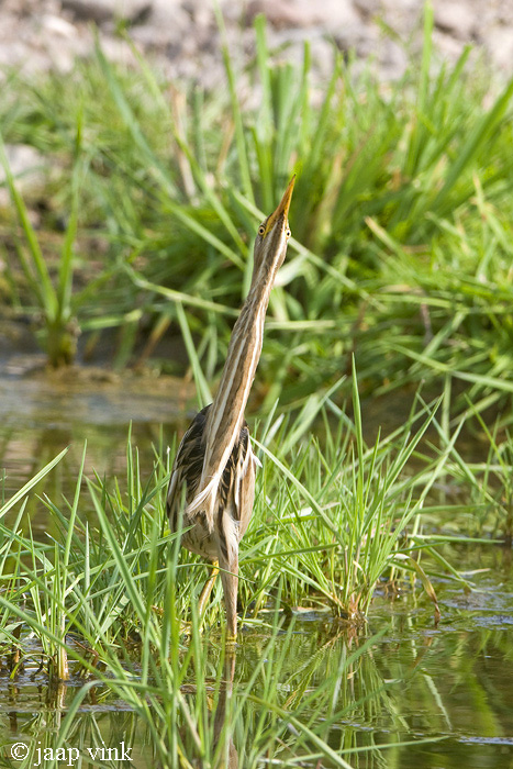 Little Bittern - Woudaap - Ixobrychus minutus