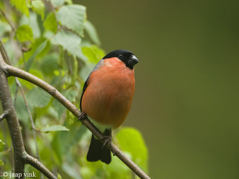 Bullfinch - Goudvink - Pyrrhula pyrrhula