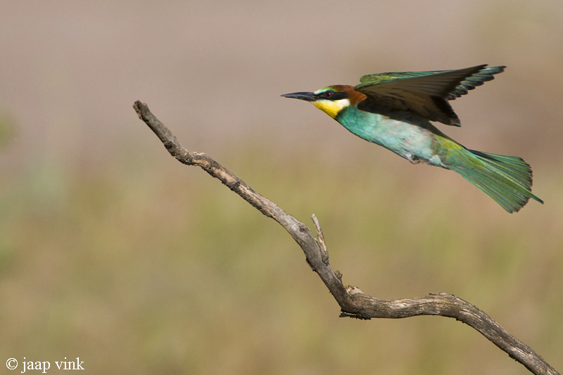 Bee-eater - Bijeneter - Merops apiaster