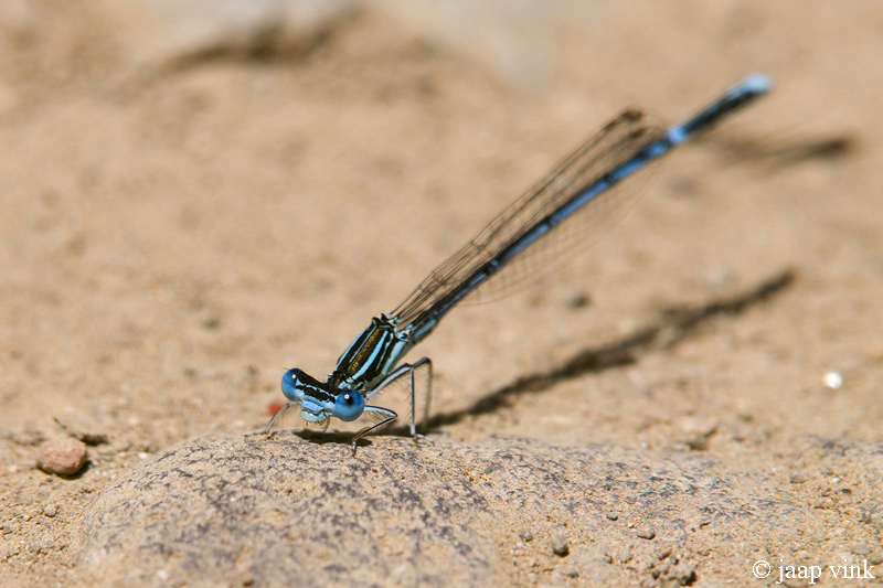 White-legged Damselfly - Blauwe Breedscheenjuffer - Platycnemis pennipes