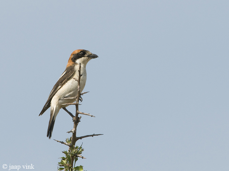 Woodchat Shrike - Roodkopklauwier - Lanius senator