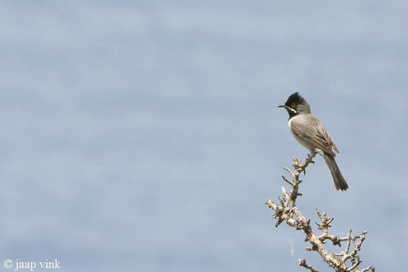 Rppells Warbler - Rppells Grasmus - Sylvia rueppelli