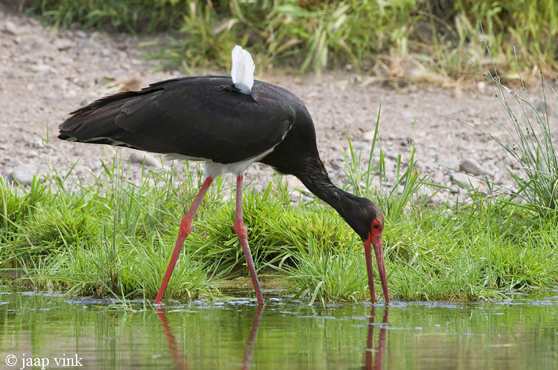 Black Stork - Zwarte Ooievaar - Ciconia nigra