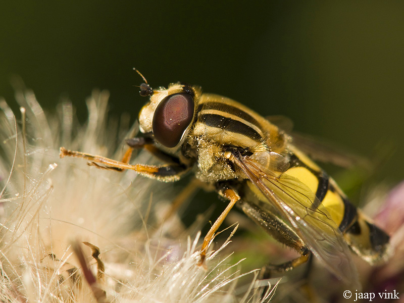 Brindled Hoverfly - Gewone Pendelvlieg - Helophilus pendulus
