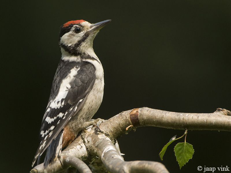 Great Spotted Woodpecker - Grote Bonte Specht -Dendrocopos major