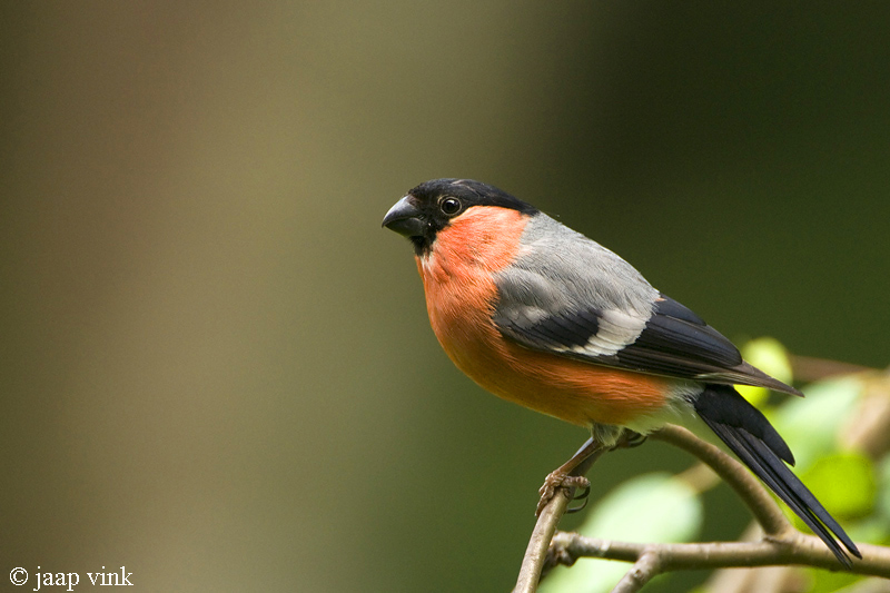 Bullfinch - Goudvink - Pyrrhula pyrrhula