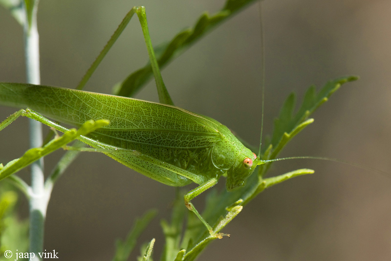 Mediterranean Katydid - Zuidelijke Sikkelsprinkhaan - Phaneroptera nana