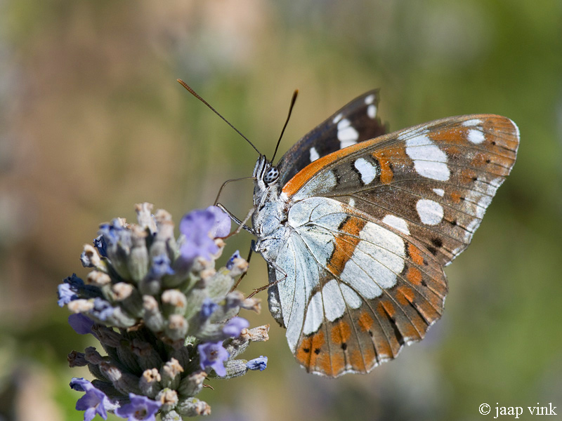 Southern White Admiral - Blauwe IJsvogelvlinder - Ladoga reducta