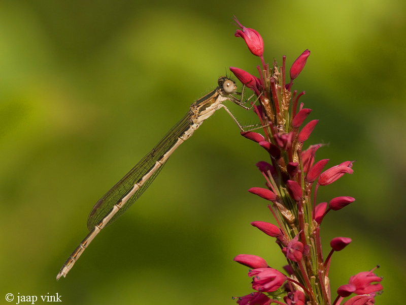 Common Winter Damselfly - Bruine Winterjuffer - Sympecma fusca