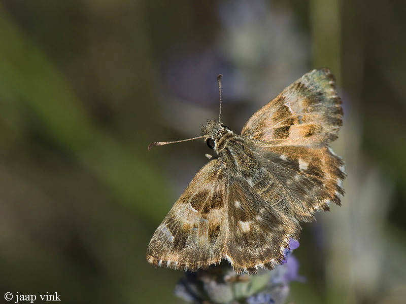 Mallow Skipper - Kaasjeskruiddikkopje - Carcharodus alceae