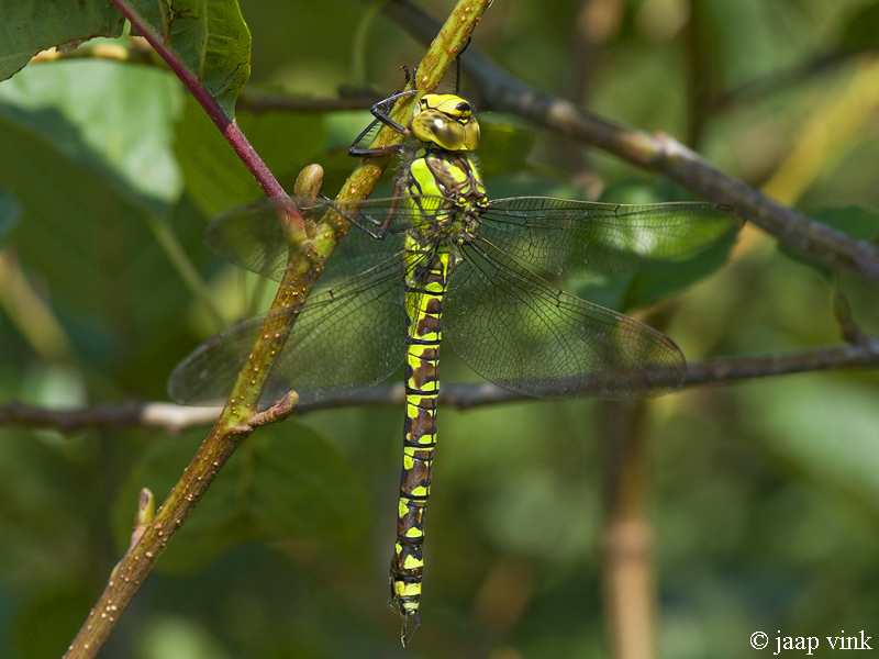 Southern Hawker - Blauwe Glazenmaker - Aeshna cyanea