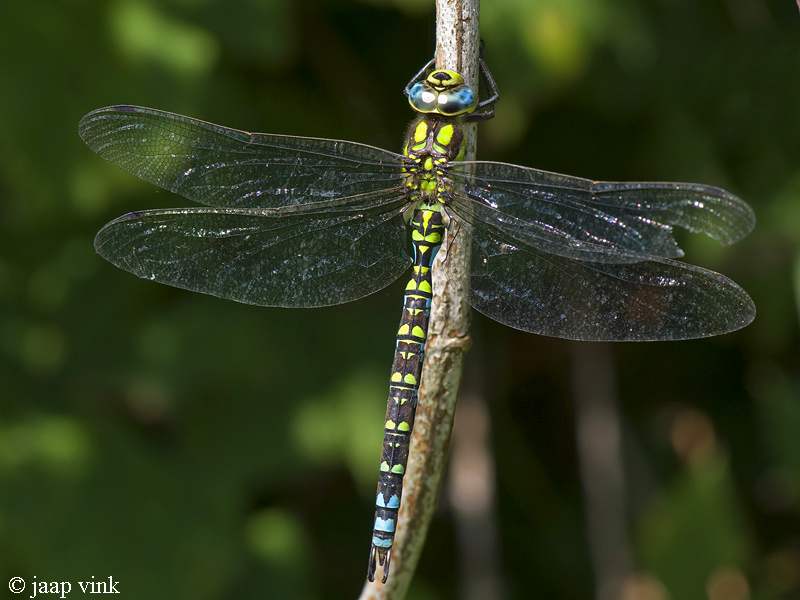 Southern Hawker - Blauwe Glazenmaker - Aeshna cyanea